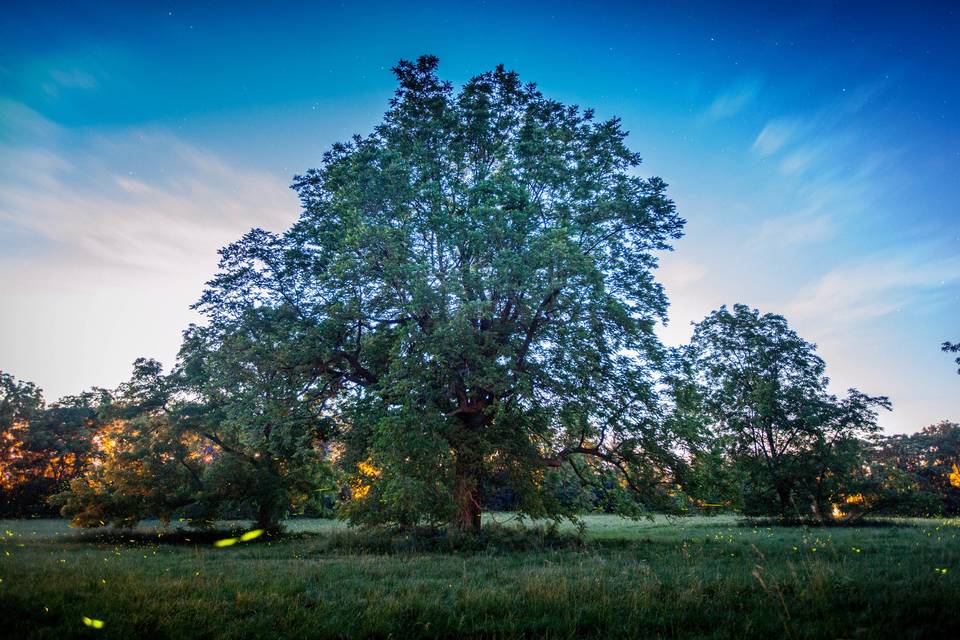 Old oak tree