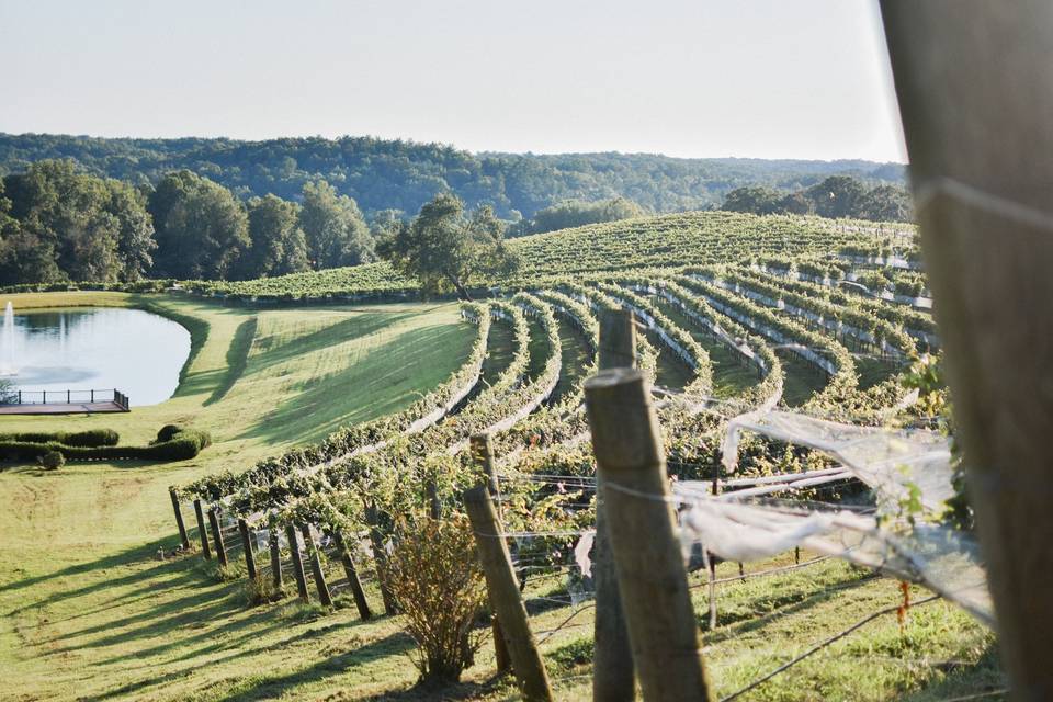 Monteluce vineyards