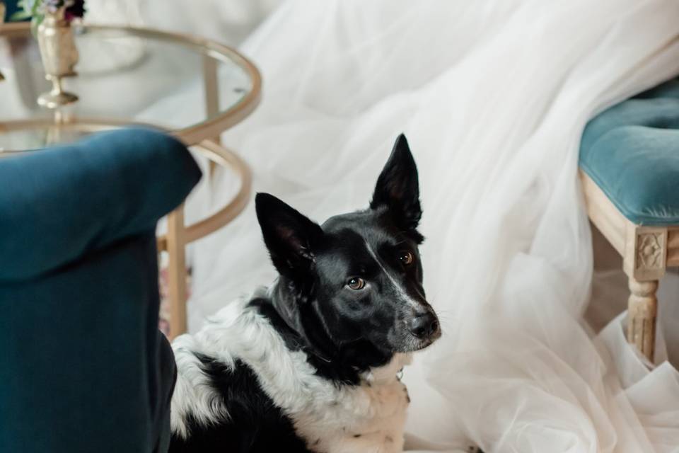 Cutest Dog Flower Girl!