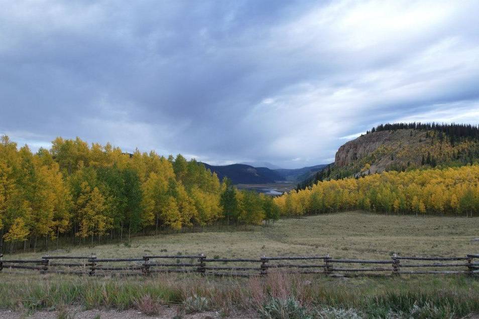 Colorado aspens