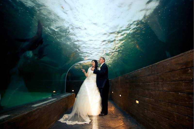 Sea Lion Sound Tunnel