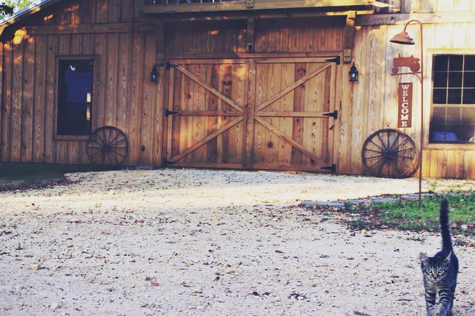 Barn Kitty