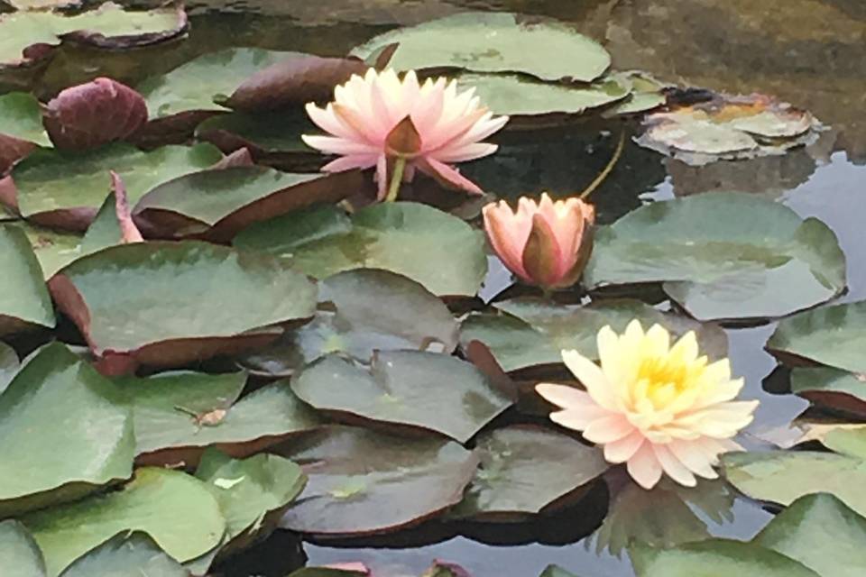 Precious pond lillies