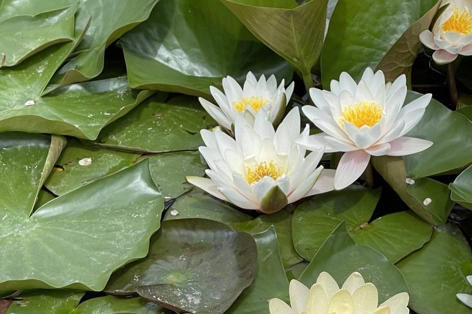 Lotuses