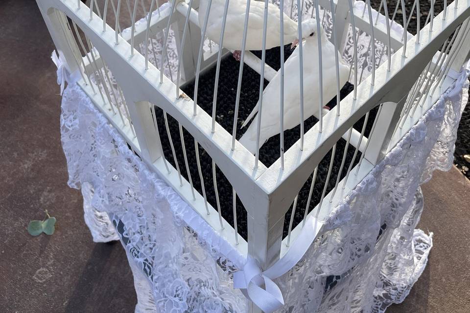 White doves ready for release