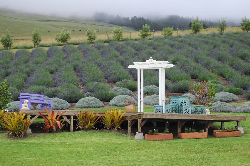 Alii Kula Lavender Farm