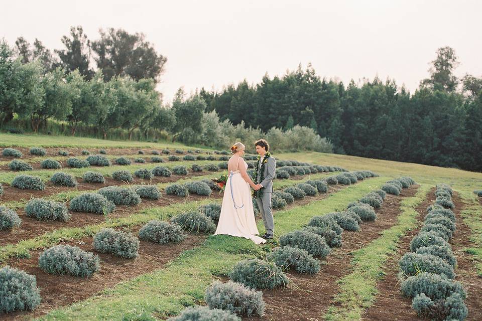 Alii Kula Lavender Farm