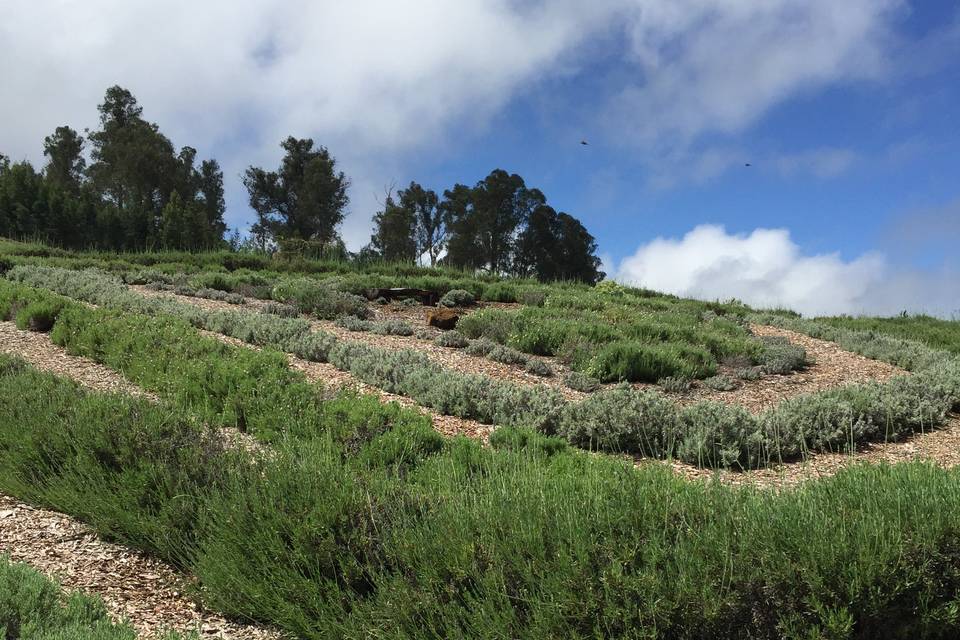 AKL Labyrinth