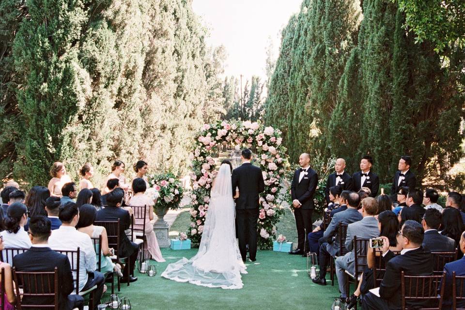 Cypress Tree Backdrop