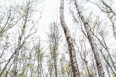 Dancin in  the trees.Photo by Chugach Peaks Photography.