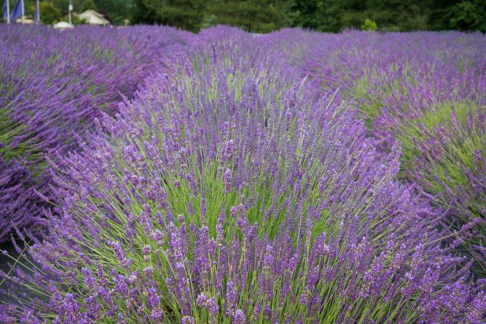 Castle Rock Lavender