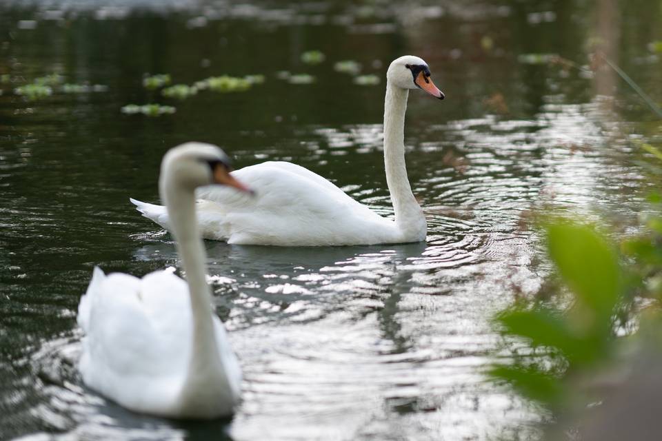 Lakeside Gardens Swans