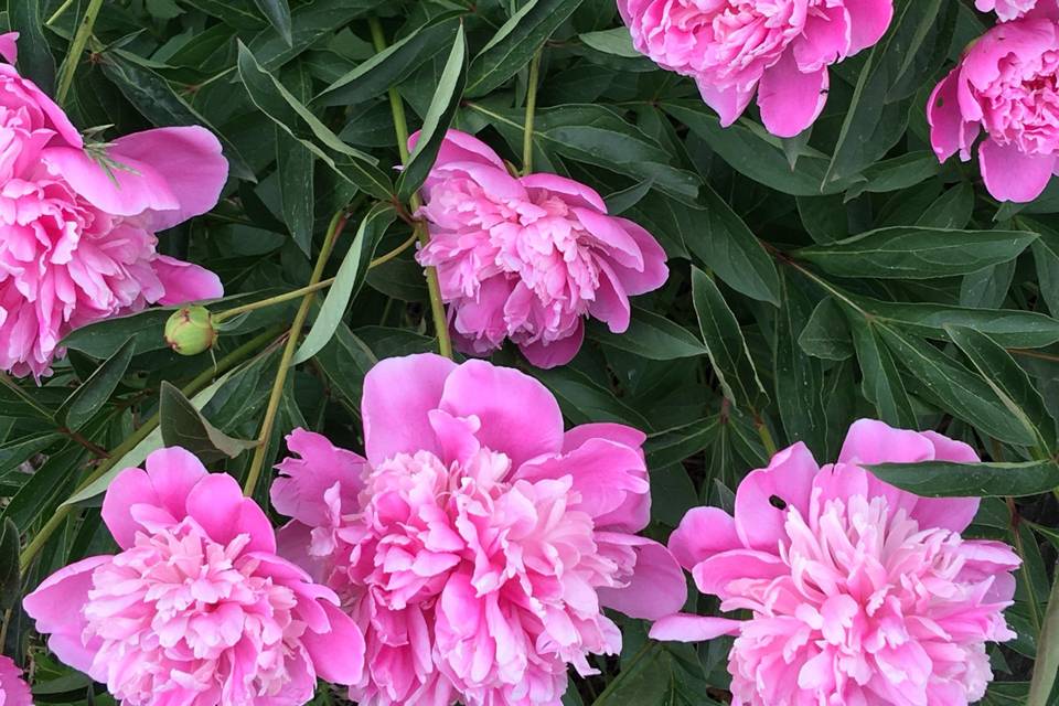 Peonies abound in June.