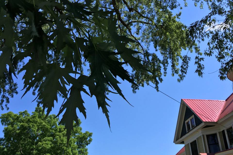 A view through the trees.