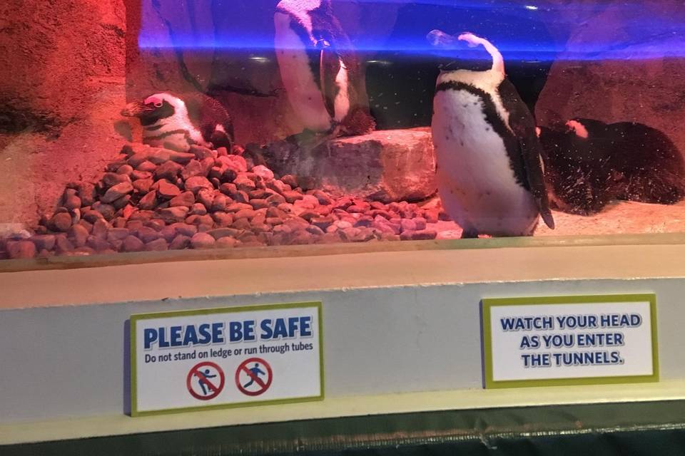 Penguins