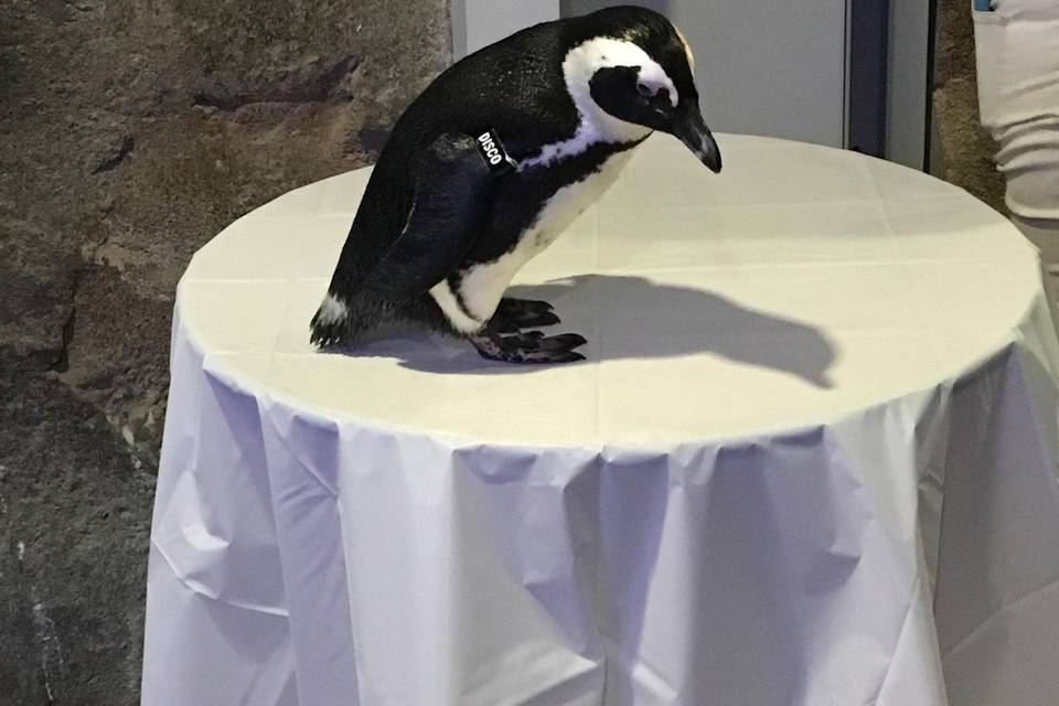 Penguin