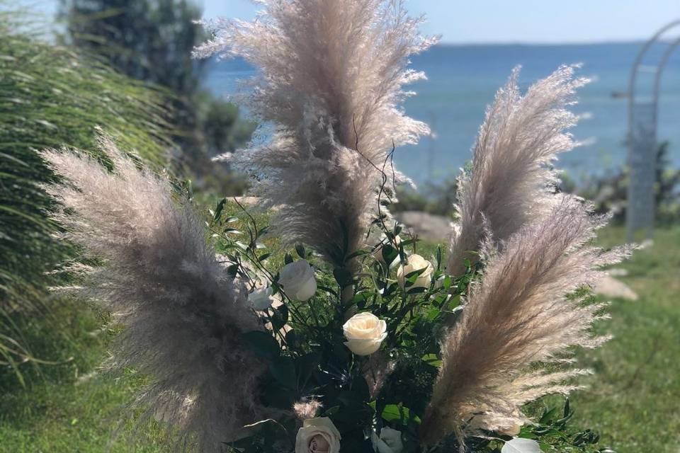 Pampas grass beauty