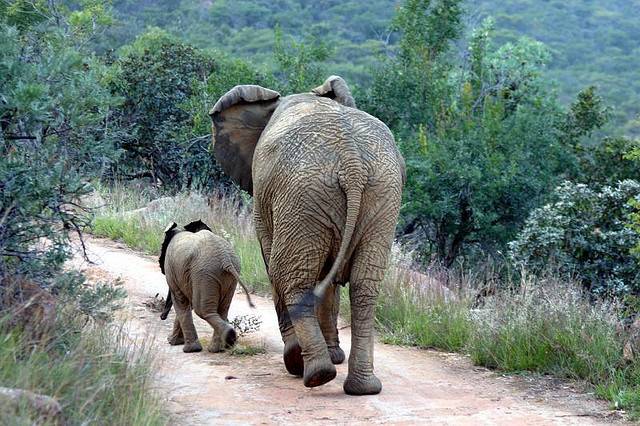 On Safari in South Africa