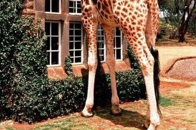 Giraffe Manor, Nairobi, Kenya