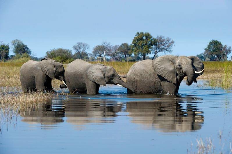 On Safari in Botswana