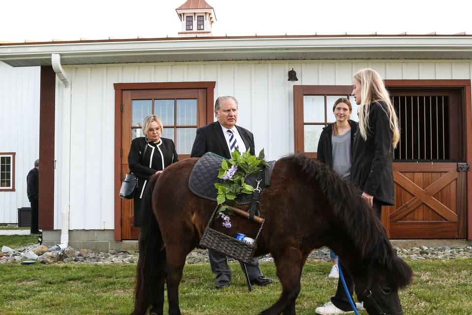 Odin the Beer Pony