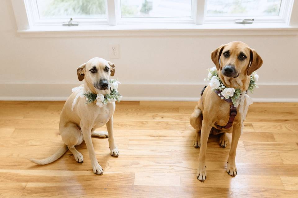 Flower Pups