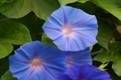 Morning Glory Florist