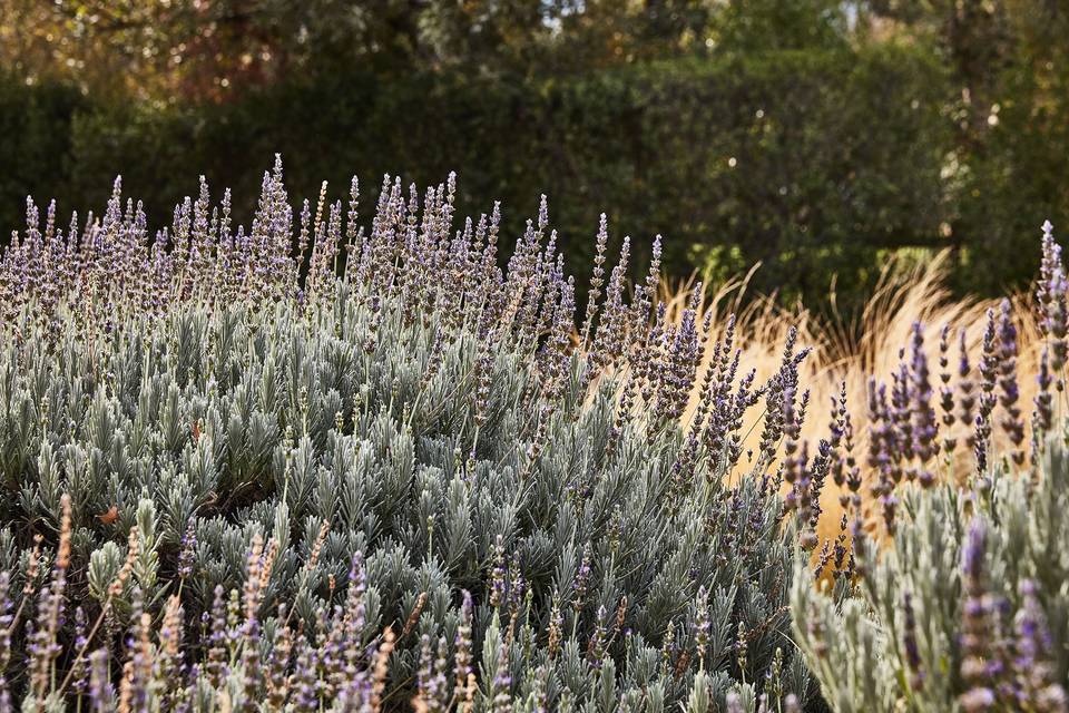 The Lavender Lawn