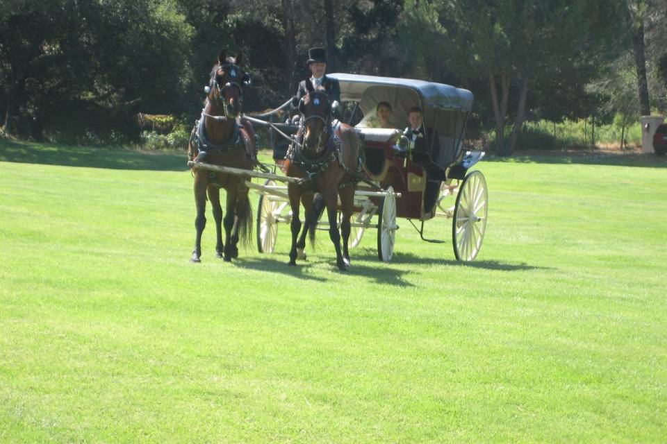 Bride and Groom arrived at the Ceremony in the formal gardens by horse-drawn carriage