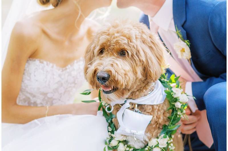 Wedding day pet care