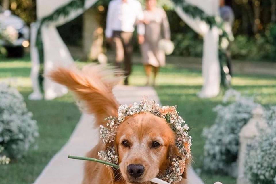 The pawfect wedding guest