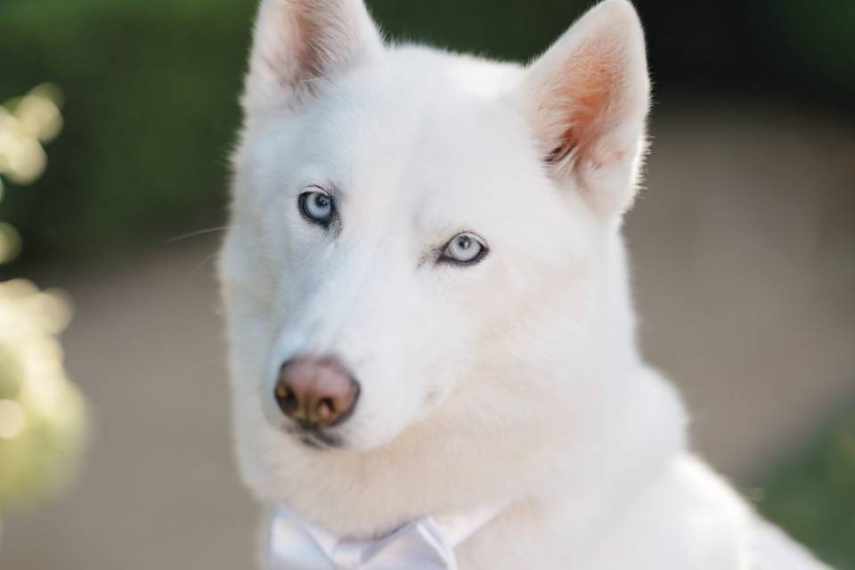 Dog of Honor Sierra