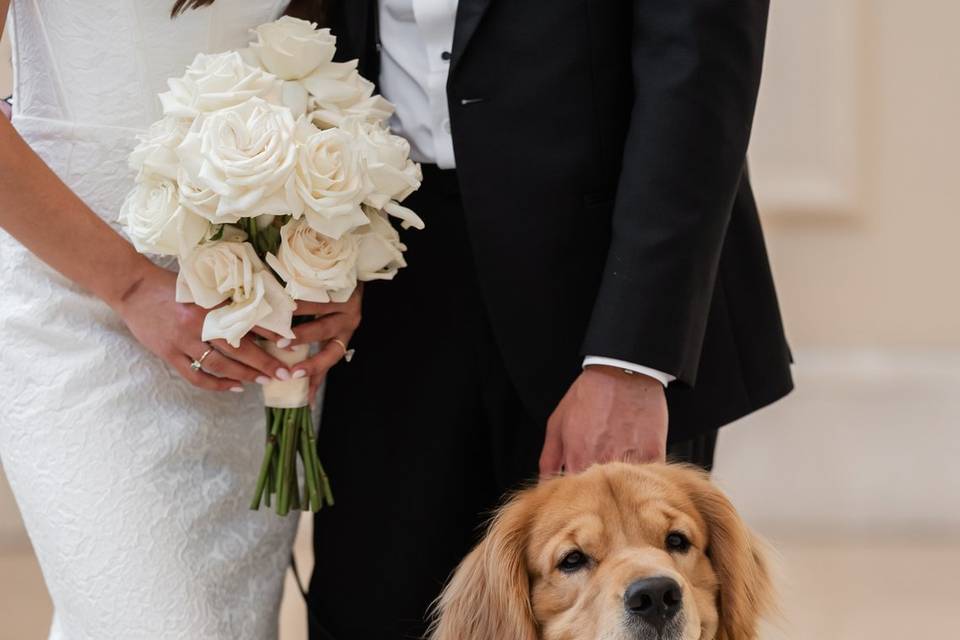 Dog of honor Bodie