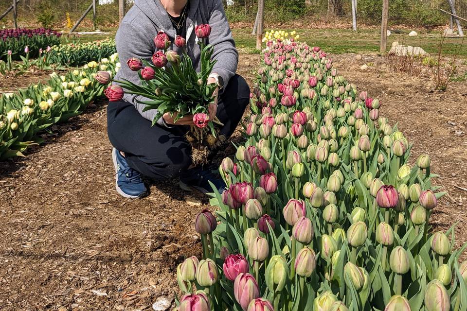 Locally-grown Flowers