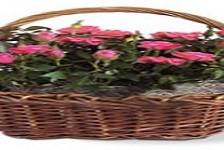 Same Day Flower Delivery San Deigo