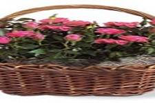 Same Day Flower Delivery San Deigo