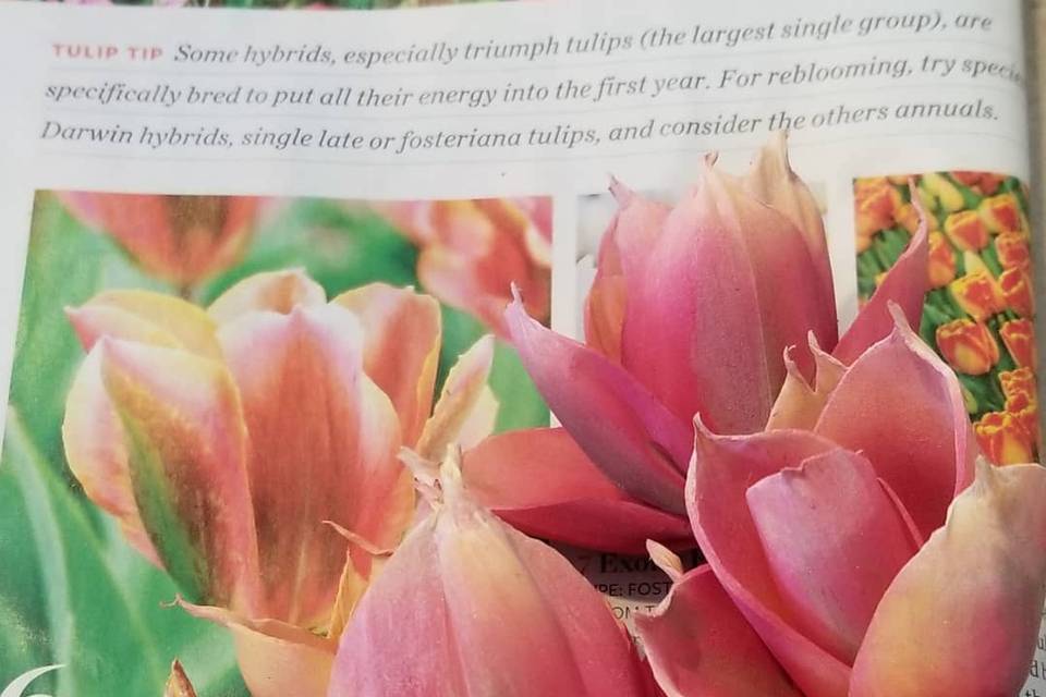 Tulip Design to Match