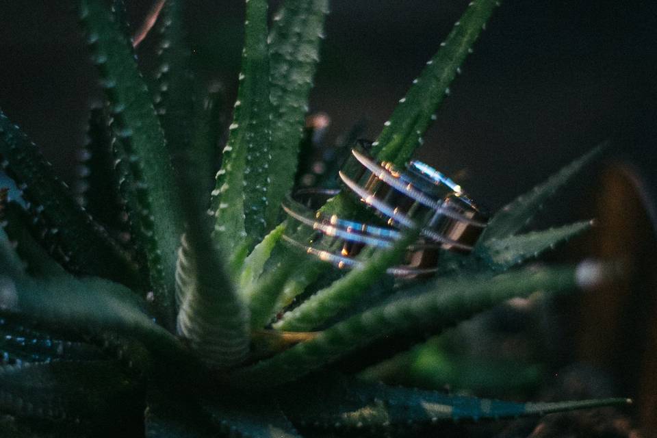 Rings and cactus - Arsenic & White Lace | Photography & Cinematography