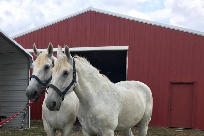 Two white horses