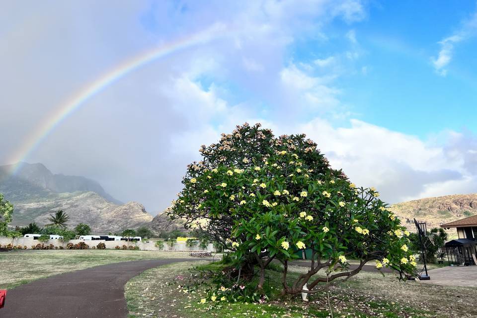 Plumeria tree rainbow
