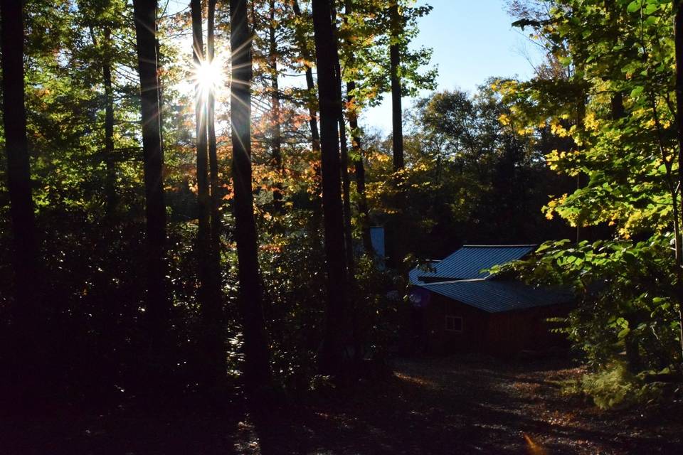 Tall Timber Barn's Forest