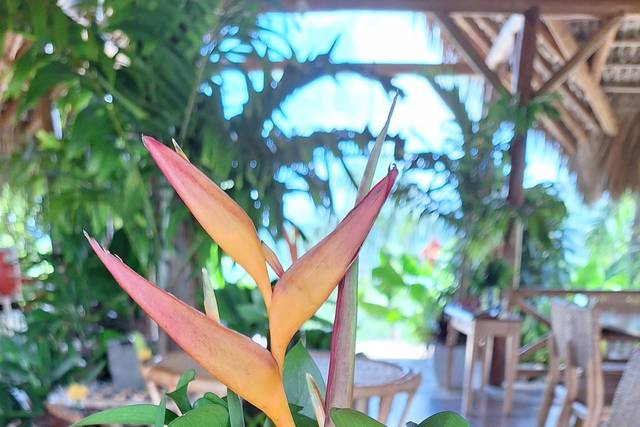 Tropical Garden Flowers