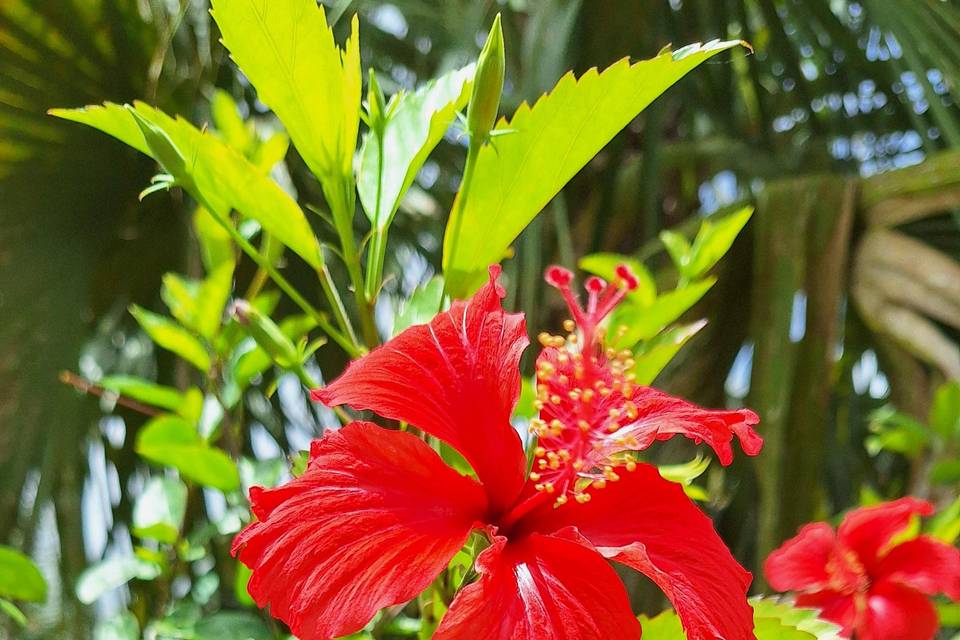 Tropical