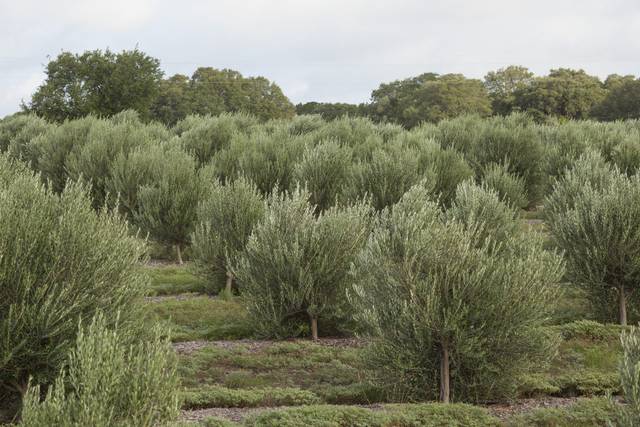 Where Can I Buy Olive Trees in Texas to Grow at Home? – Texas Hill Country  Olive Co.