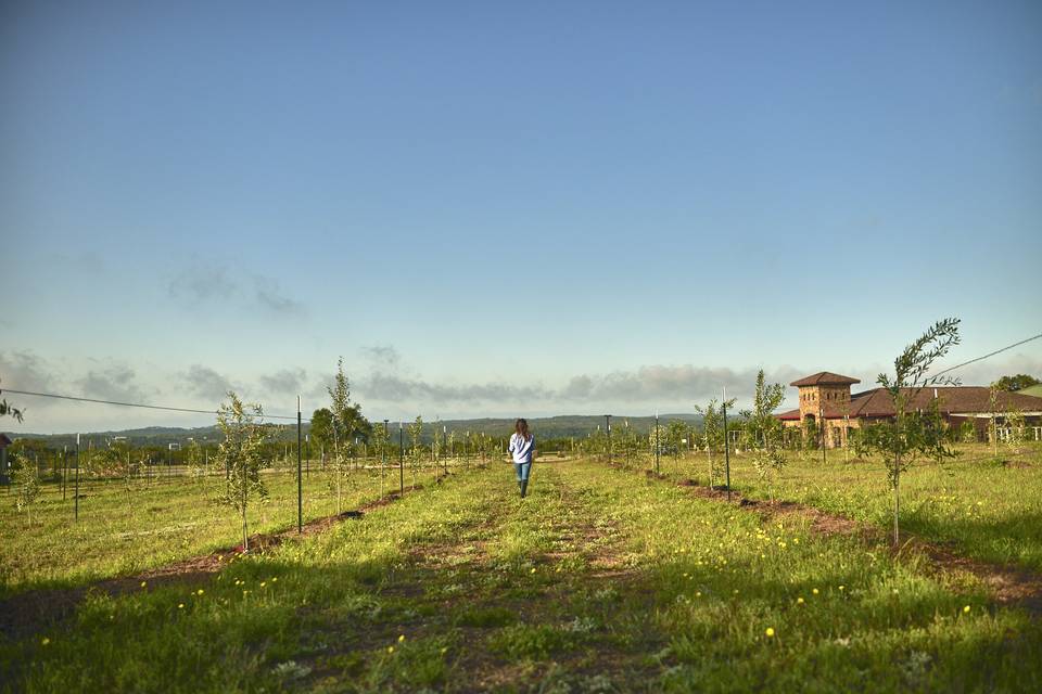 Hill Country Olive Co. grounds