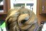 Bridal hair
