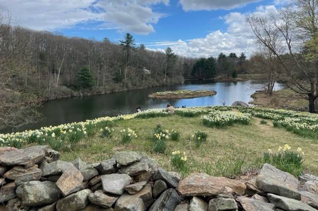 Daffodils in Litchfield