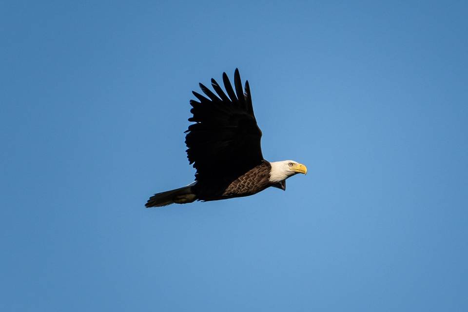 Our bald eagle
