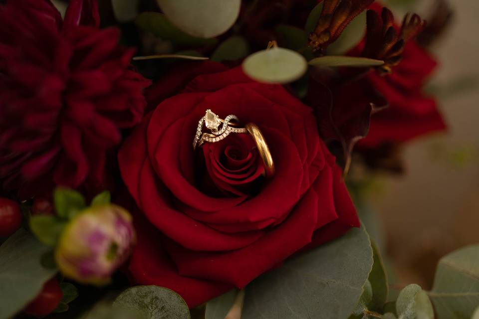 Beautiful Burgund Rose