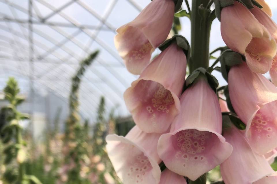 Foxglove blooms